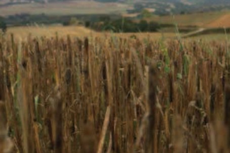 Altraste: Mientras llueva