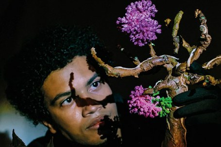 Cía Universo Paralelo: Jacaranda