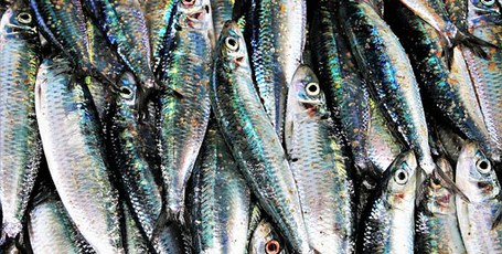 Organik: Sardina Freskue! 