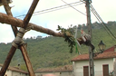 Ameskoa zuhaitza oilarra