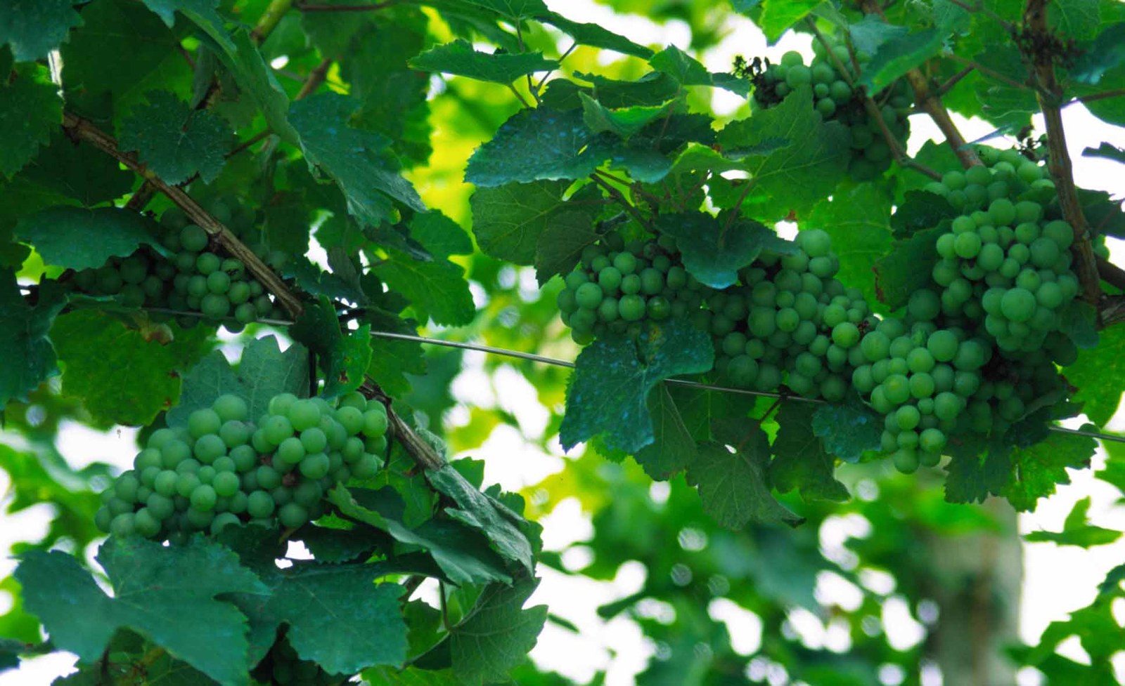 Txakolin(a): Mozkortien dantza?