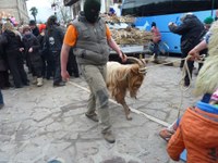 2011-01-31_Zubieta-Ituren-Joaldunak-eta-mozorroak-JI531