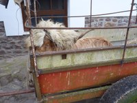 2011-01-31_Zubieta-Ituren-Joaldunak-eta-mozorroak-JI464