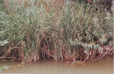 Sestaoko egu-dantzak