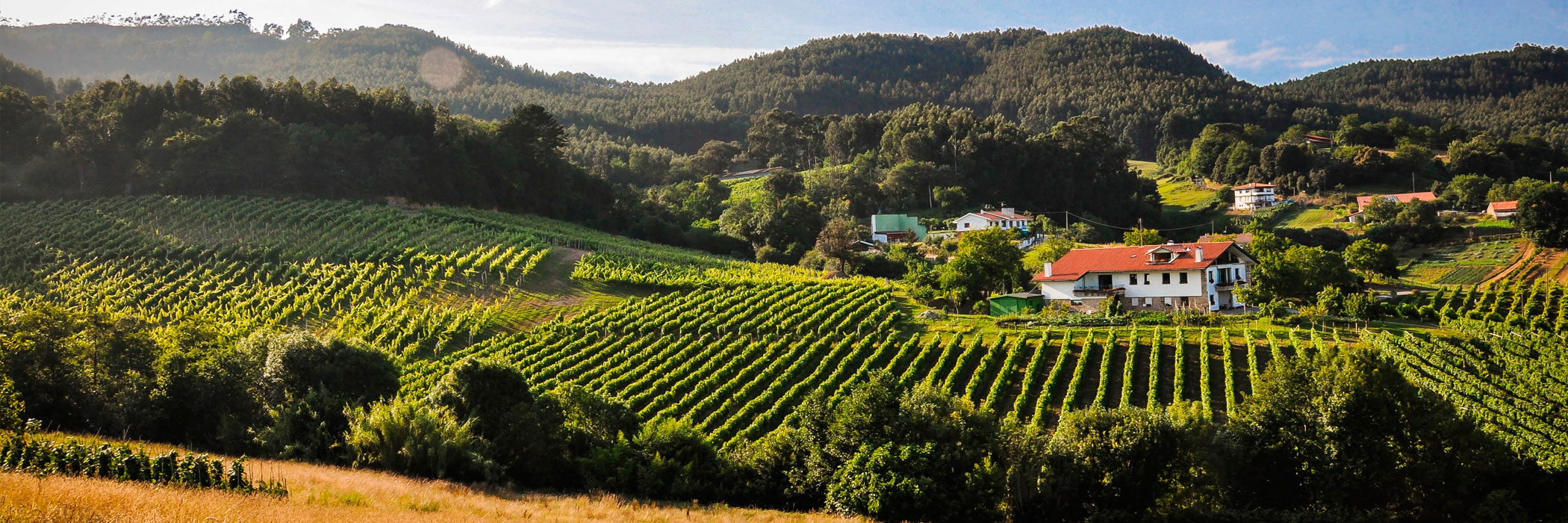 Vineyards of txakoli of Bakio.