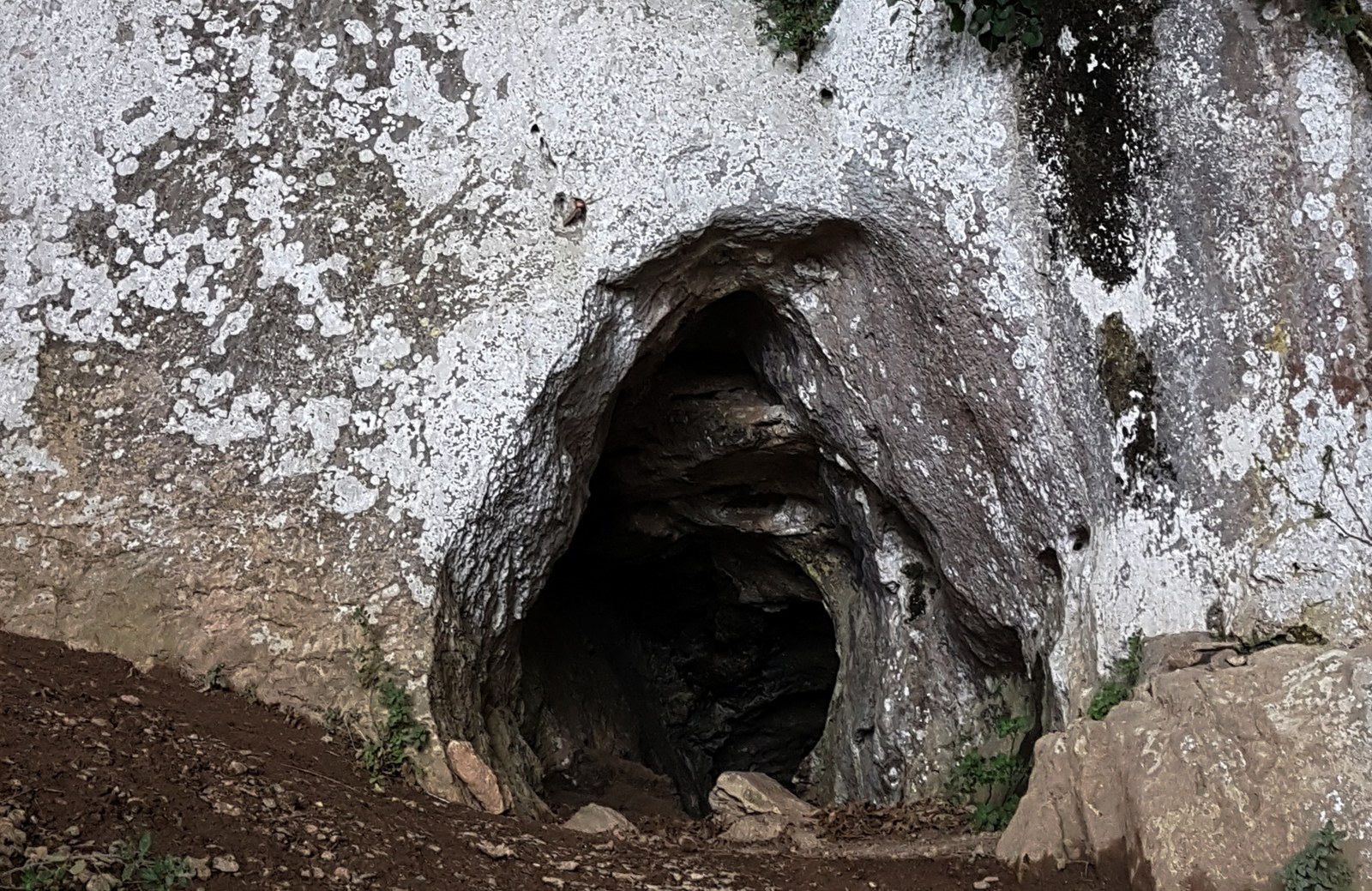 Hartza iratzarri da, has dadila inauteria